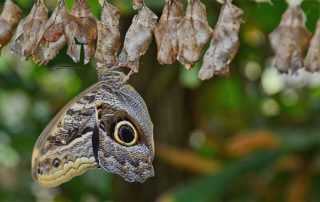 Nicht weggeschaut: Metamorphose der Reinkarnation