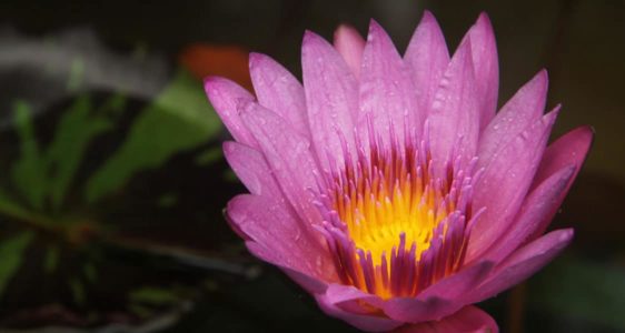 Lotusblüte