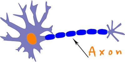 Neuron - Nervenzelle