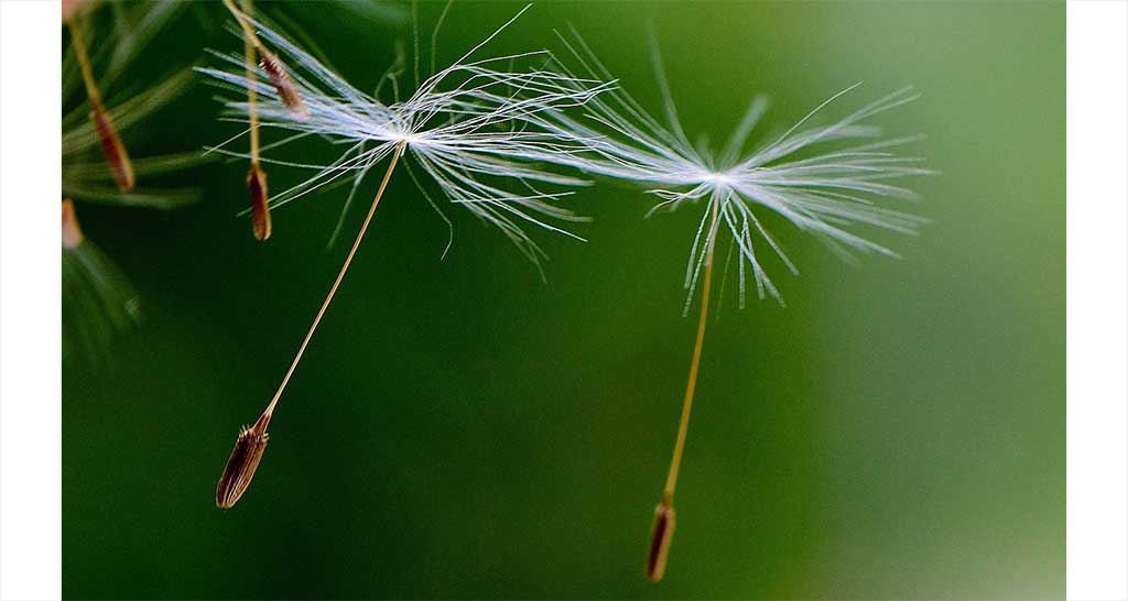 Pusteblumen Samen