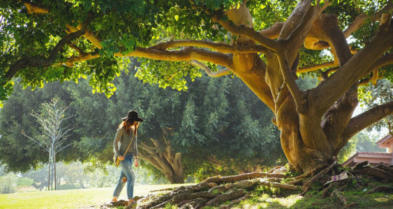 kraftvoller Baum
