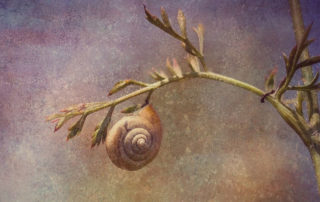 Spirale uraltes Symbol der Kelten