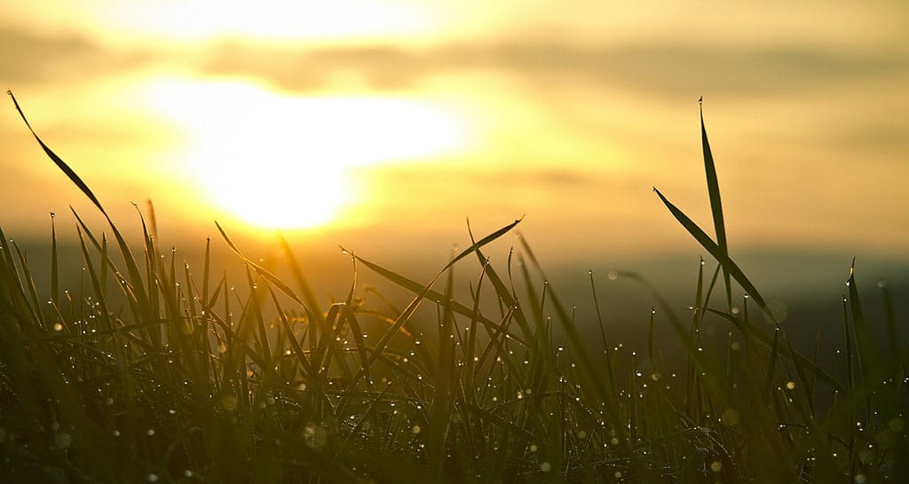 Sonnenaufgang im Gras