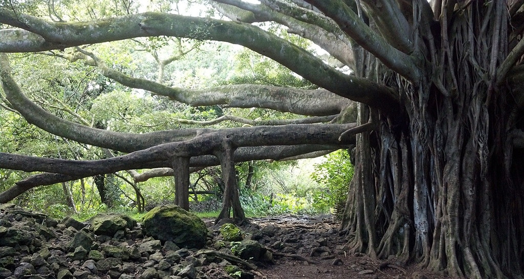 Baum Banyan Hawai