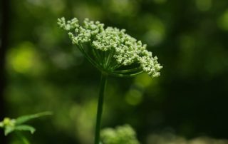 Giersch Blüte