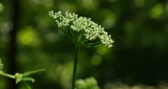 Giersch Blüte