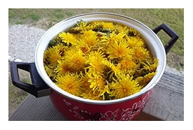 Löwenzahn Blüten
