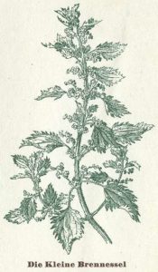 Kleine Brennessel
