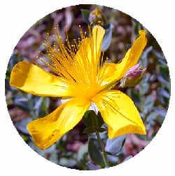 Johanniskraut Blüte