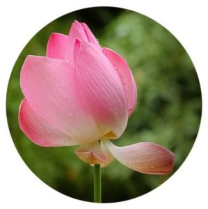 Lotusblumenblüte
