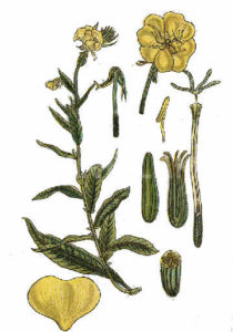 Nachtkerze