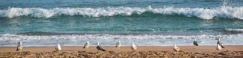 Möwen am Meer