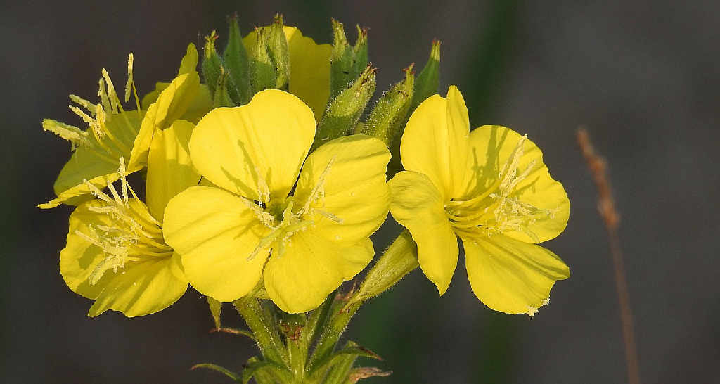 Die Nachtkerze - Blüten