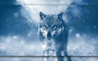 8. Rauhnacht - Der Wolf
