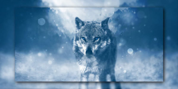 Der Rauhnachts Wolf