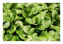 Feldsalat