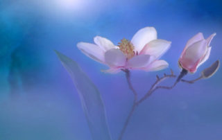 Neumond April 2019 Widder - Magnolie