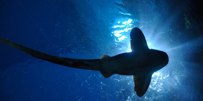Fische Neumond 23.02.2020