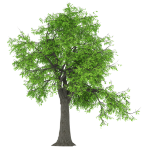 Esche Baum