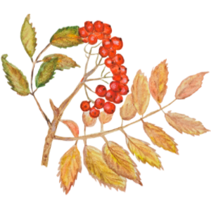 Eberesche Blätter und Beeren