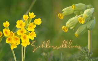 Schlüsselblume - Primula veris - Heilpflanze