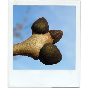 schwarze Knospe der Esche