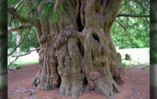 Eibe Magie Mystik Tod Ahnen, Slaugham Church yewtree, West Sussex, England