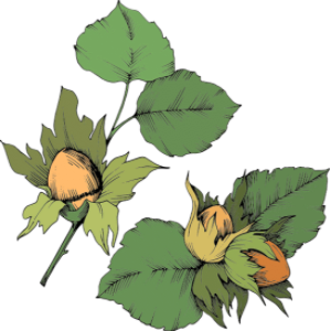 Haselnuss gezeichnet mit Blättern