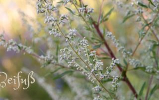 Artemisia vulgaris, Beifuß, Beifuss