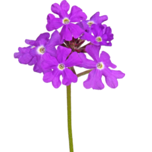 Eisenkraut Blüte